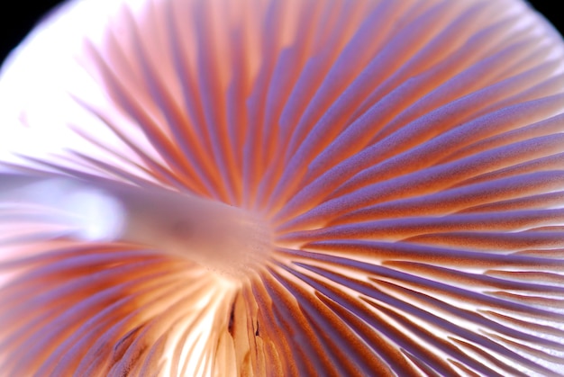 Spore-producing sheets in a fungus or mushroom seen against the light