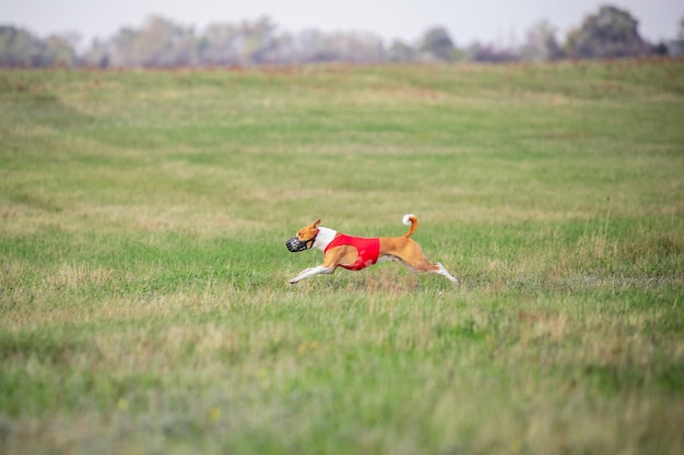 Sportive dog performing during the lure coursing in competition