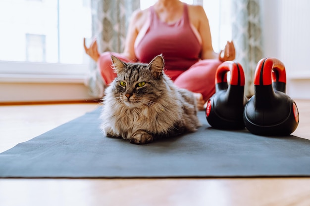 Sports training home with pets. gray cat on training mat, figure unrecognizable woman yoga pose