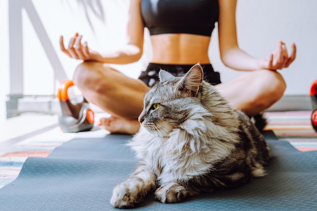 Sports training at home with pets lazy gray cat lounged on training mat joined her owner in playin