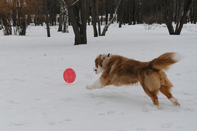 Sports with dog in nature Australian Shepherd Red Merle has fun outdoors in city park