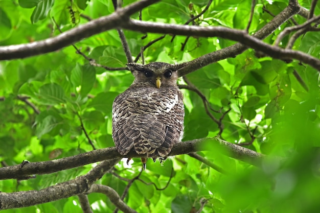 Spot-Bellied Eagle Owl bird sitting on the tree in nature, Thailand