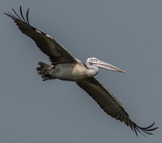 Photo spot billed pelican on its flight