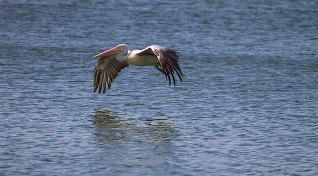 Spot-billed pelican ( Pelecanus philippensis) in nature at Laempukbia, Thailand