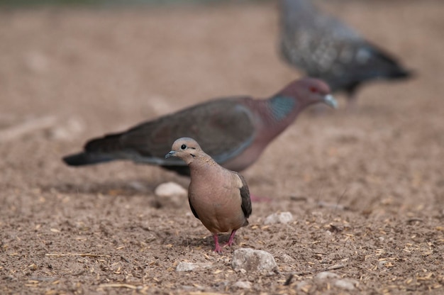 Spot winged Pigeon walking on the ground La Pampa Province Patagonia Argentina