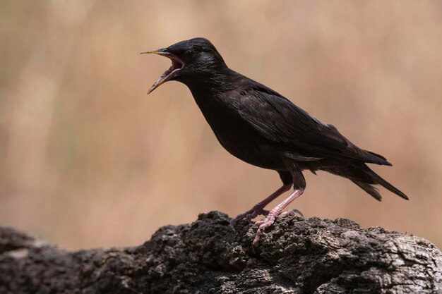 Spotless starling Sturnus unicolor Malaga Spain