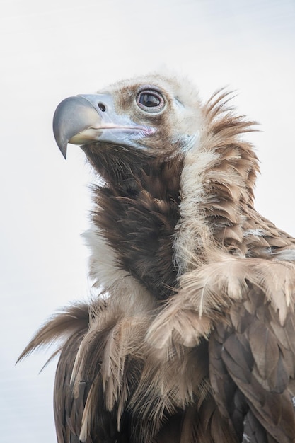 In the Spotlight A Captivating Gyps Portrait Revealing Nature's Splendor