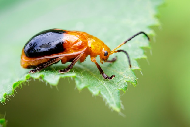 Spotted beetle on green leaves in nature