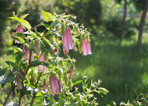 Spotted Bellflower Cherry Bells Campanula Punctata