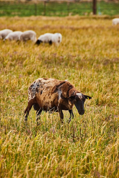 Spotted brown sheep in farm with white sheep in background