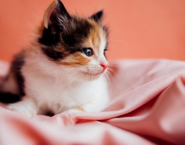 A spotted cat is playing on a pink background A curious little kitten sitting on a pink blanket and looking at the cameraA pet