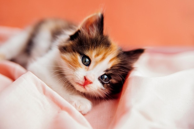 A spotted cat is playing on a pink background A curious little kitten sitting on a pink blanket and looking at the cameraA pet