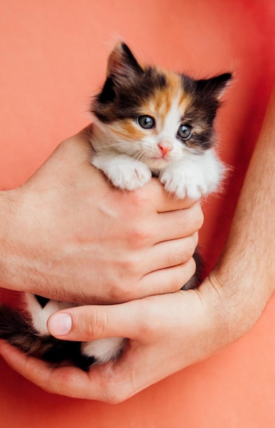 A spotted cat in male hands on a pink background A curious little kitten looks into the cameraPet