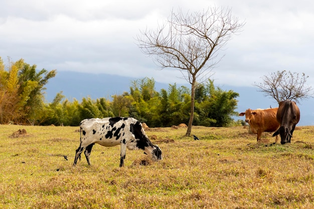 Spotted cow in the farm pasture