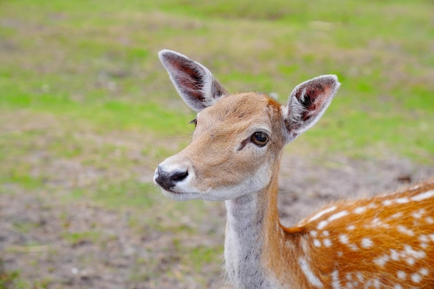 Spotted deer on green field The chital or cheetal also known as spotted deer or axis deer