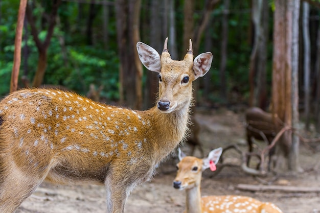 Spotted deer looking in the public park