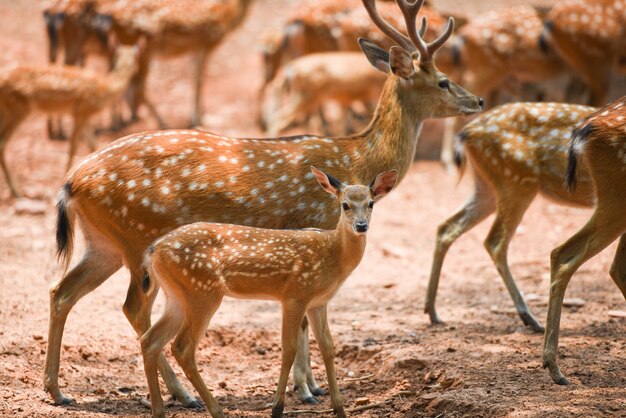 Spotted deer wild animal in the National park - Other names Chital , Cheetal , Axis deer