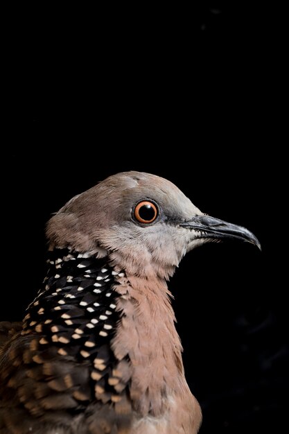 The spotted dove bird isolated