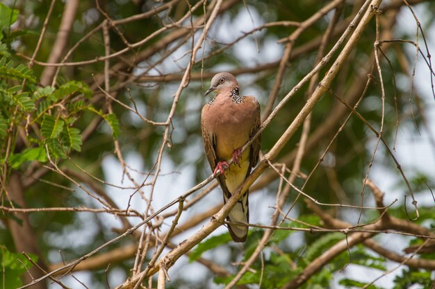 Spotted Dove on a branch