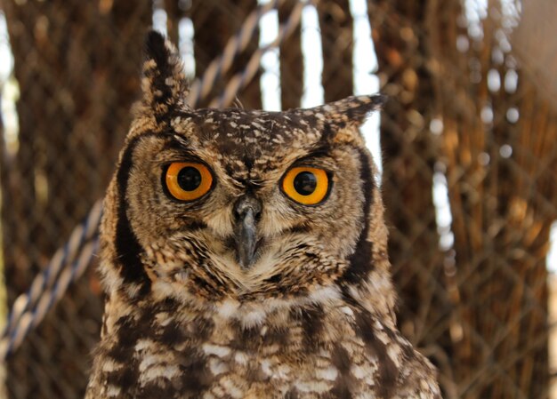 Photo the spotted eagle owl bubo africanus also known as the african spotted eagle owl