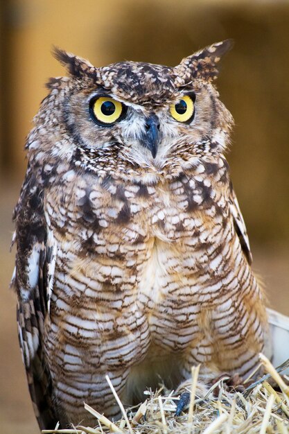 Photo spotted eagle-owl (bubo africanus)