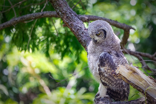 Spotted eagle owl sitting on a tree branch in Cape Town, South Africa