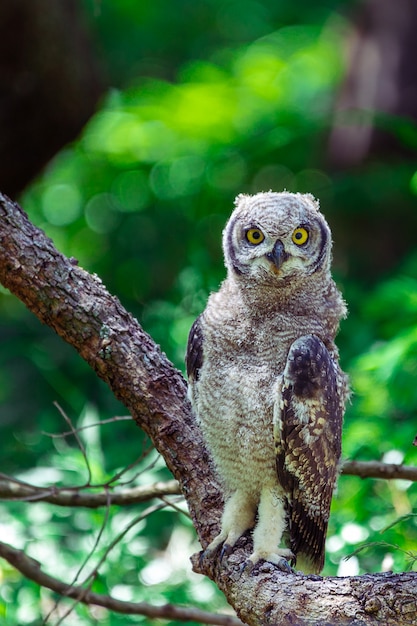 Spotted eagle owl sitting on a tree branch in Cape Town, South Africa