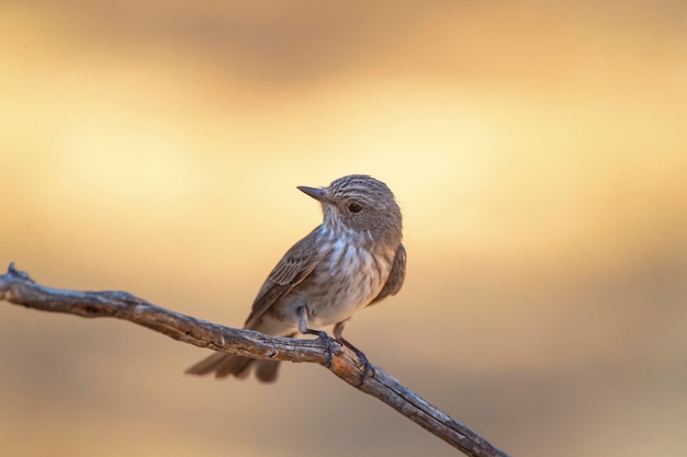 Spotted flycatcher (Muscicapa striata) Cordoba, Spain