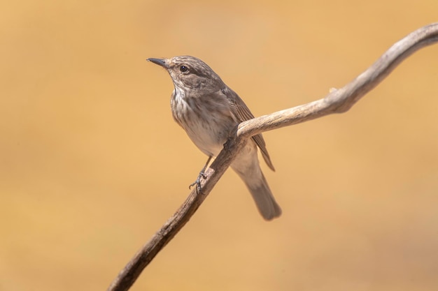 Spotted flycatcher (Muscicapa striata) Cordoba, Spain