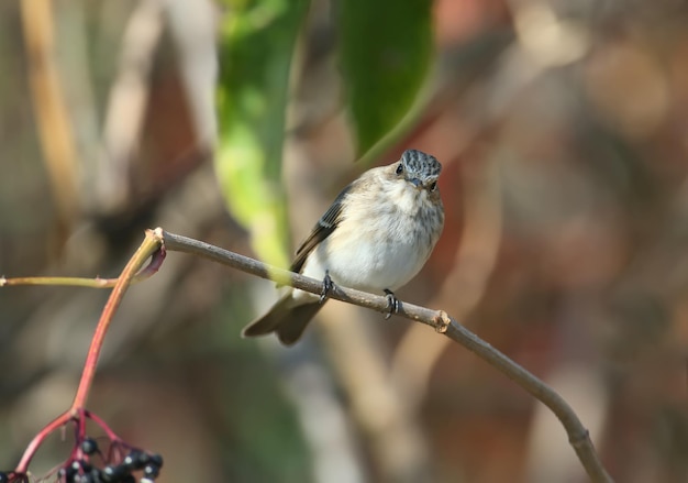 The spotted flycatcher (Muscicapa striata) in winter plumage, close-up photo, sits on an elderberry branch. Soft morning light, nice cut background