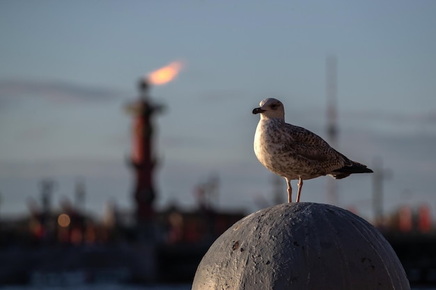 A spotted gull at sunset sits on a sphere made of stone against the background of a rostral column