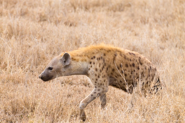 Photo spotted hyena close up serengeti national park tanzania africa