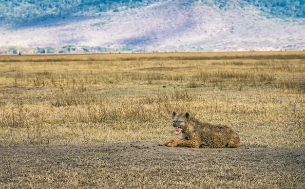 Photo spotted hyena growling ngorongoro crater tanzania