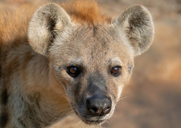 Photo spotted hyena head close up