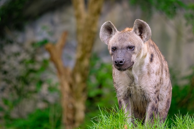 Spotted hyena in the safari