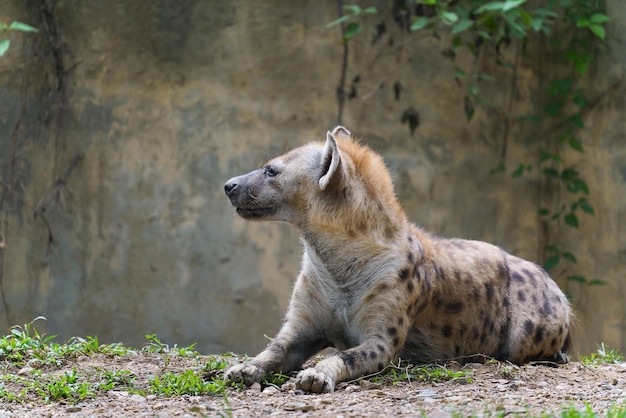 Spotted hyena at zoo