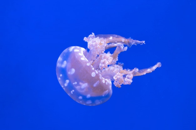 Spotted lagoon jellyfish. Mastigias papua.