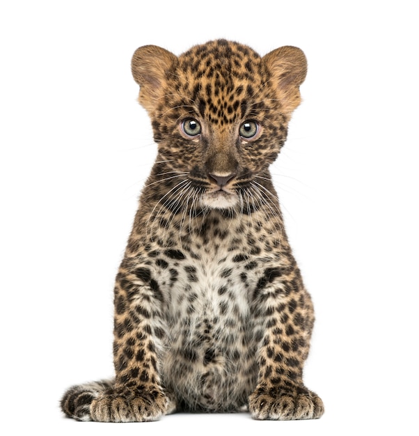 Spotted Leopard cub sitting Panthera pardus