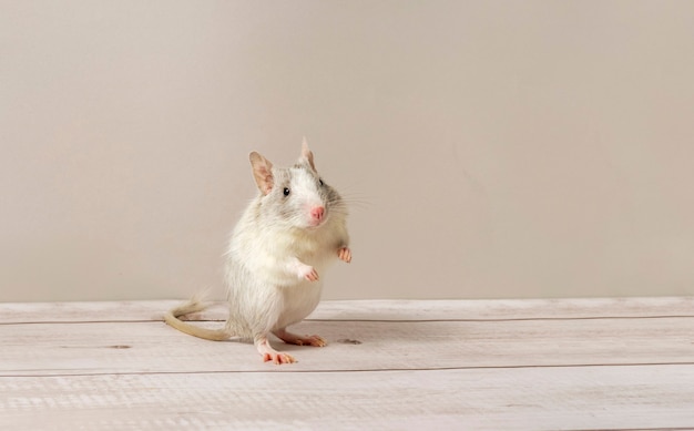 Spotted lilac degu stands on the hind legs in an interesting pose, banner with space for text