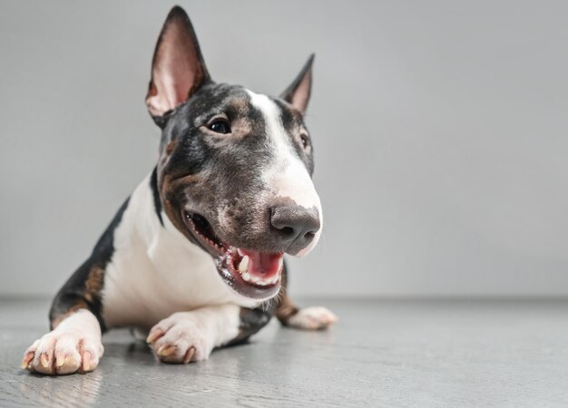 Spotted Mini Bull Terrier lying on a gray background