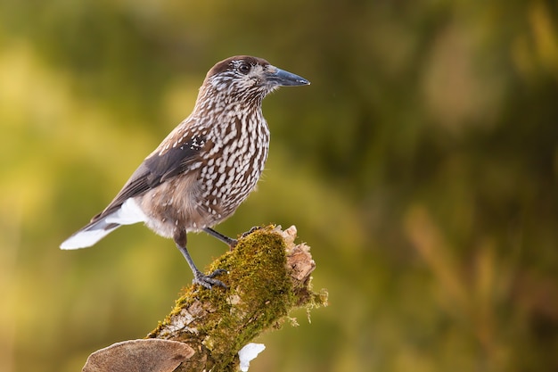 Spotted nutcracker looking on mossed tree with sunlight on green background