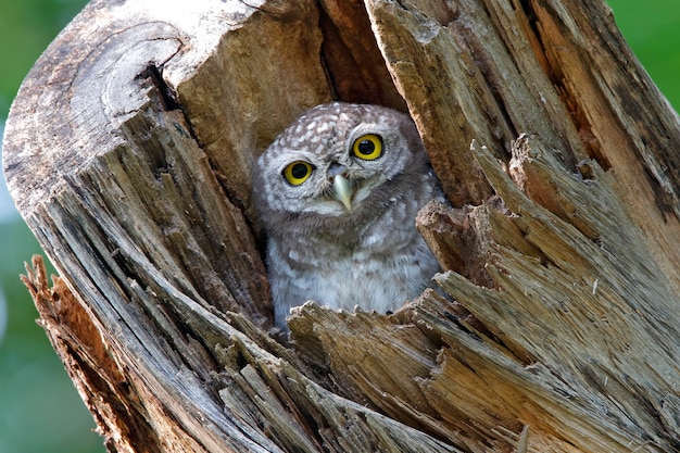 Spotted owlet Athene brama Beautiful Birds in tree hollow