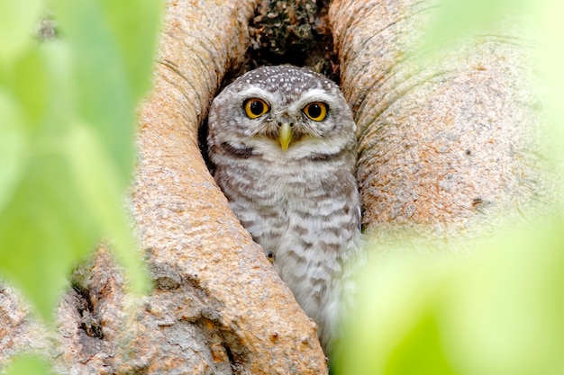 Spotted owlet Athene brama Birds in tree hollow