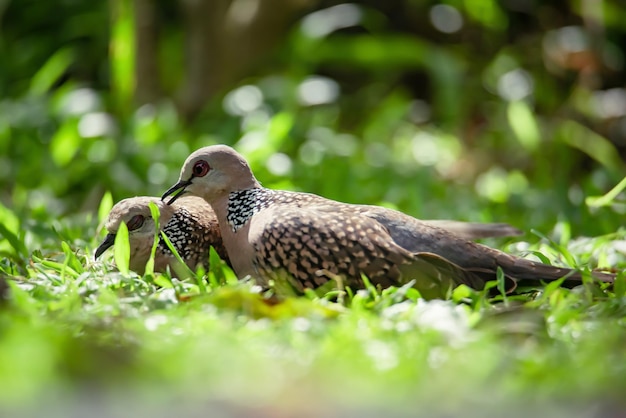 Spotted pigeon or Spilopelia chinensis  a small and somewhat longtailed pigeon Two spotted pigeons on the ground are looking for food