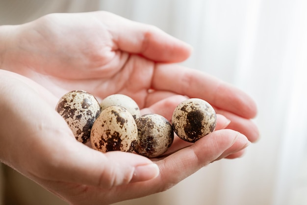 Spotted quail eggs on woman hands close up