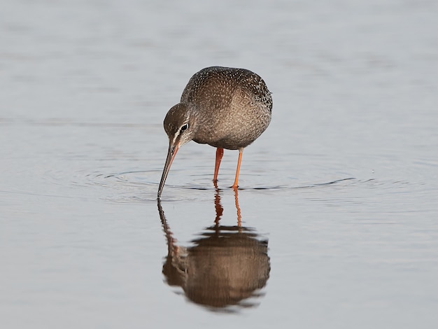 Spotted redshank (Tringa erythropus)