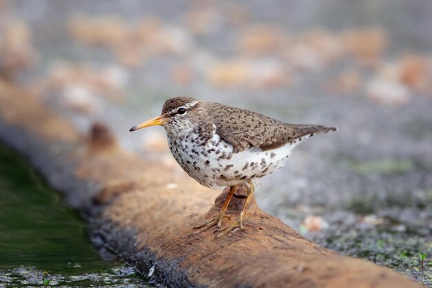 Photo spotted sandpiper is foraging near water from the log in wetland