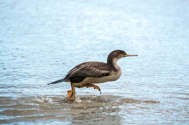 Spotted Shag (Phalacrocorax punctatus) running in shallow water