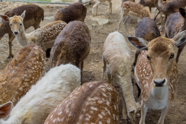 Spotted or sika deers on the deerfarm