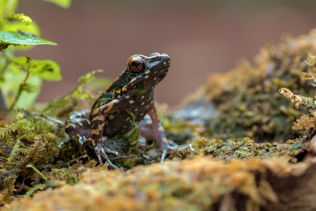 Spotted stream frog in their environment Hylarana picturata